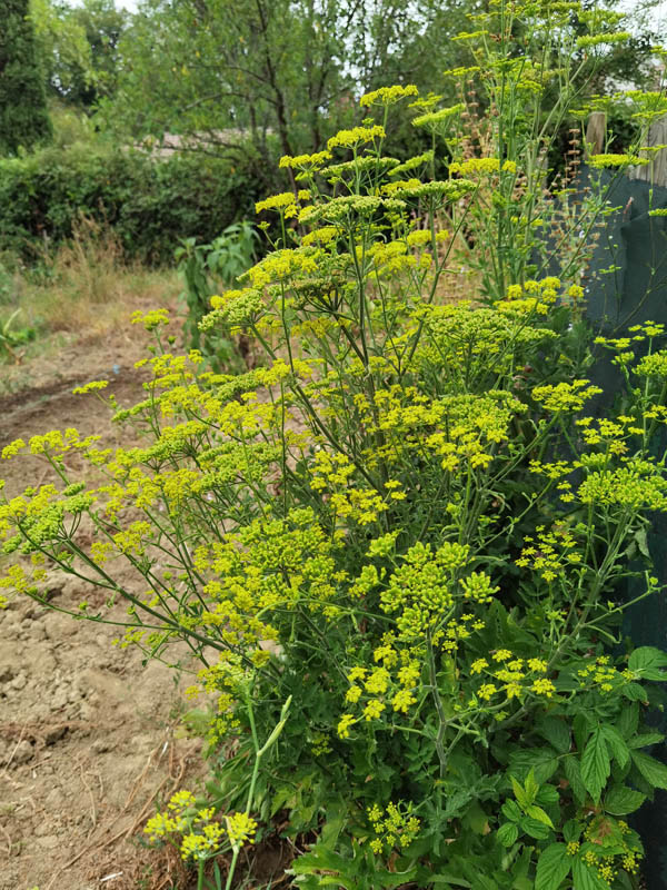 Pastinaca sativa ssp sylvestris photo